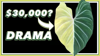 The $30,000 Philodendron Plant DRAMA | Pretty in Green Documentary