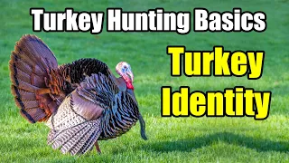 Turkey Identification – Turkey Hunting for Beginners