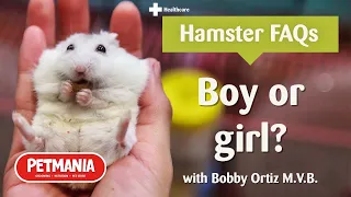 How to tell if my hamster is a boy or a girl? - Hamster FAQs with Bobby Ortiz