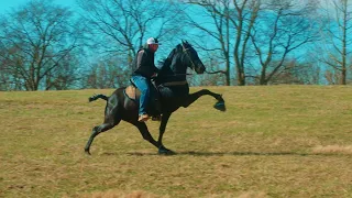 Powerball MI - 3 Year Old Stallion