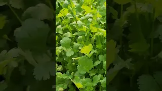 Fresh Coriander Leave