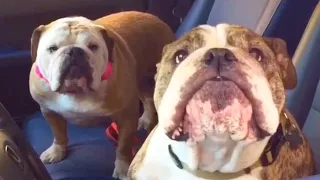 These Bulldog Siblings Are GUARANTEED TO MAKE YOU SMILE!