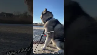 Маламут мій дорогенький🐾