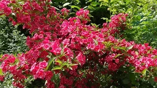 How to grow a beautiful weigela.