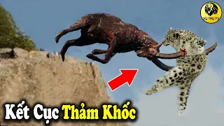 Báo Tuyết Tử Chiến VS Sơn Dương Pakistan – Phút Sảy Chân Của Loài Mãnh Thú | Vũ Trụ TV