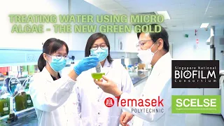 Treating Water Using Micro Algae - The New Green Gold