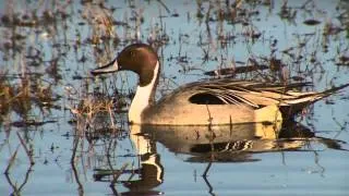 California Waterfowl Virtual Wetlands Tour