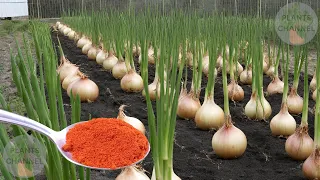 For the fastest growth of garlic and onions, I add THIS to the soil