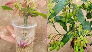 Simple Method Grafting Mango Tree With Onion In A Glass of Water Grow Fast Quickly