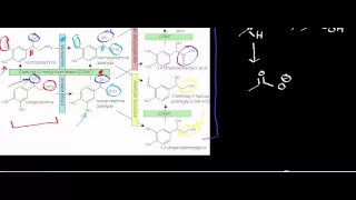 Biochemistry | Catecholamine Catabolism via MAO & COMT