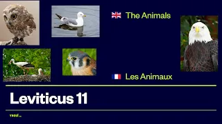 The Animals - Les Animaux (English - Français)