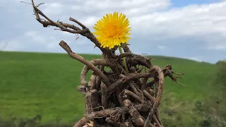 Dandelion Roots #forage #forager #foodforfree #foraging #wildfood #bushcraft #dandelions