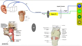 Cranial Nerve X - Vagus Nerve [Part 2b] | Structure & Functions of UQ & Thoracic Branches