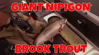 Giant Nipigon Brook Trout