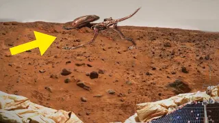 Wer lebt auf dem Mars? Erste Echte Bilder!