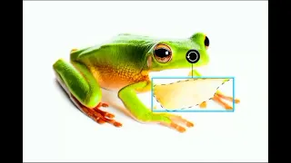 Frog speaking Chinese (extremely realistic)