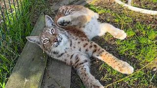 ENJOYING THE MORNING SILENCE WITH THE LYNXES / Beaver Stories