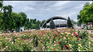 Прогулянка по алеї троянд.Смачна піца в піцерії “Челентано “