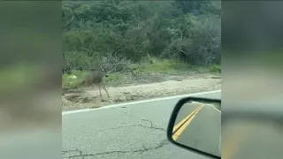 Experts weigh in on video of mountain lion attacking a deer