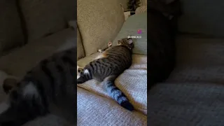 |professional napping||#cat #cats #sleep #funnyvideo #shorts #viral