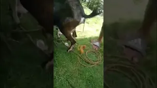 MAMA GOAT GIVING BIRTH TO A TWIN #short #shortvideo #viralvideo #asmr #blessings