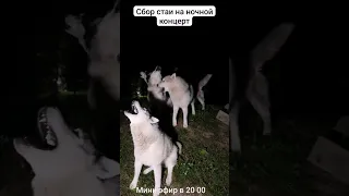 ночной концерт #хаски #собаки #питомцы