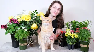 Top 5 Plants Safe for Cats (And 5 To Avoid!)