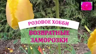 РОЗЫ. МОРОЗЫ ВОЗВРАЩАЮТСЯ!? ЧТО ДЕЛАТЬ?