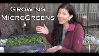 Growing Microgreens - Easy Method for Indoors or Outside