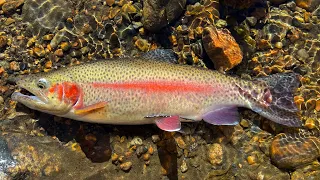 Trout Fishing The Blue River CO