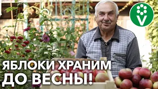 ЯБЛОКИ И ГРУШИ СОХРАНЯТСЯ ВСЮ ЗИМУ! Сочные плоды, как только что с дерева!