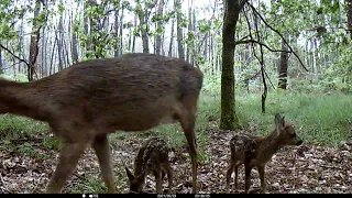 Chevreuil -  Le rond de sorcière du rut - The 'roe rings' of the deer.