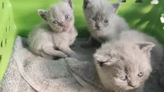 cuteness is overloaded, kittens try to escape.