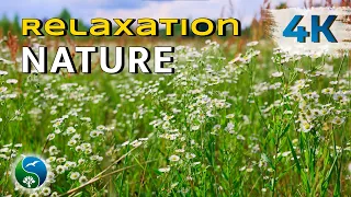 Beautiful Field Daisies | Tender Summer Field with Chamomiles and Field Grasses