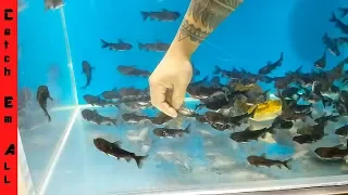 100 GULPER CATFISH Vs 100 GOLDFISH!