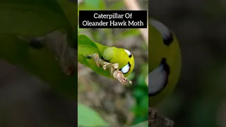 Caterpillar Of oleander hawk-moth or Army green moth