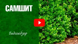 Самшит ✅ Кустарник для живой изгороди ✅ Посадка и уход