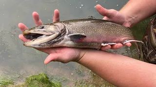 18 inch Brook Trout, Little Red River