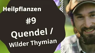 Heilpflanzen Podcast 9#: Quendel / wilder Thymian