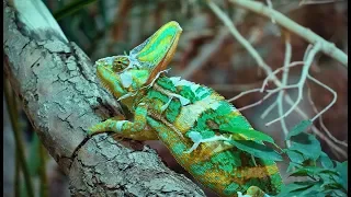 chameleon Compilation -Super Chameleon Changing Colors Quickly