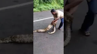 Snake eat two goat