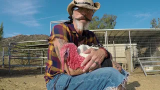 Turkey Loves Hugs and Live Music. Meet Thomas the Turkey the Hugging Turkey