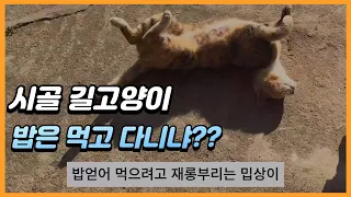 길고양이가 새끼를 키우는 곳은~