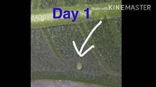 Monarch butterfly life cycle day by day