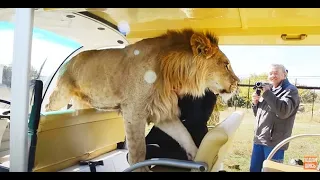 Лев ЗАПРЫГНУЛ в МАШИНКУ и выгнал всех людей! Тhe lion jumped into the car! Тайган.Крым.