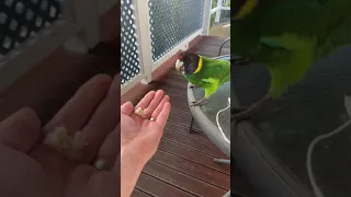 SAVAGE Australian ringneck parrot 🦜 #Shorts #parrotpets 🤣👍🇦🇺