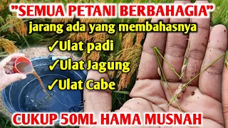 Cukup 1× Semprot Hama ulat K.O Cara mengatasi Hama ulat pada tanaman padi