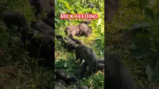 Milk feeding in forest 🐖 baby pig