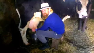Вуйцьо швитке доїння корови