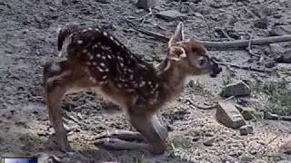 Newborn Fawn taking its first steps